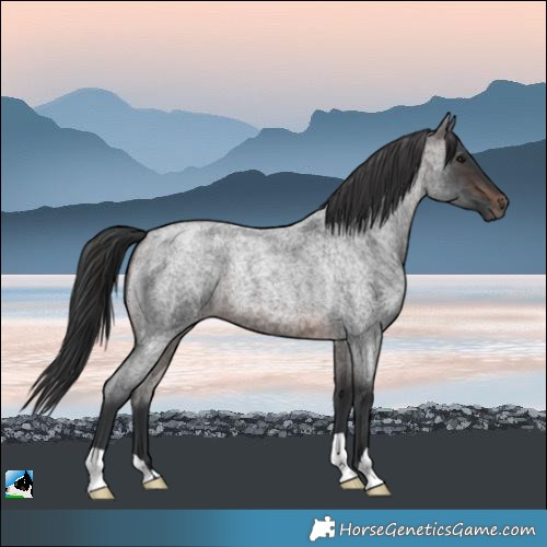 Horse Color:Brown Roan 