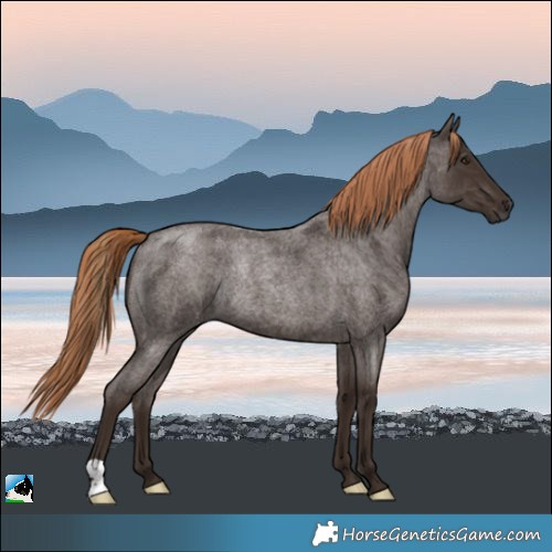 Horse Color:Liver Red Roan Rabicano 