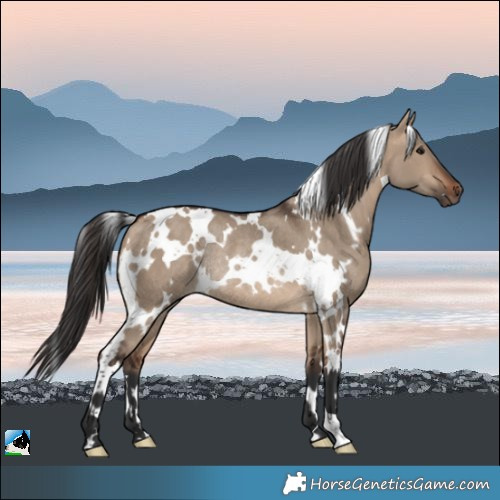 Horse Color:White Spotted Bay Dun Rabicano