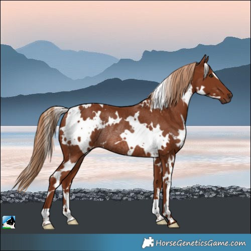 Horse Color:White Spotted Chestnut Rabicano 
