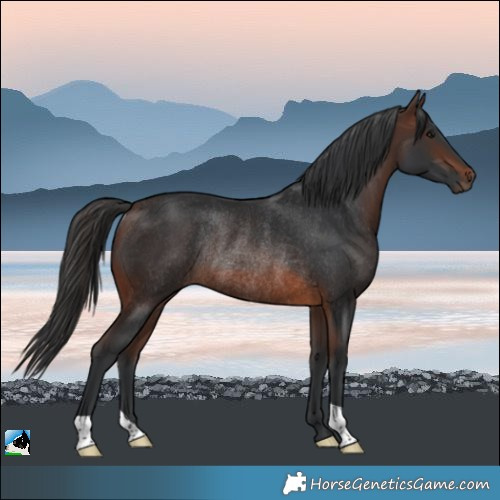 Horse Color:Brown Rabicano
