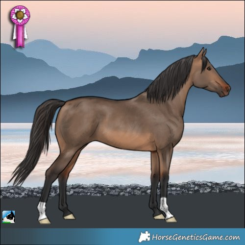 Horse Color:Bay Dun