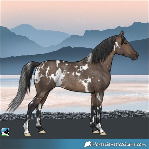 Horse Color:White Spotted Bay Dun Rabicano