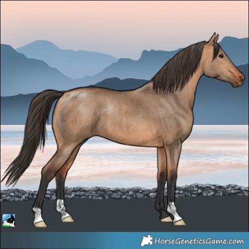 Horse Color:Bay Dun Brindle