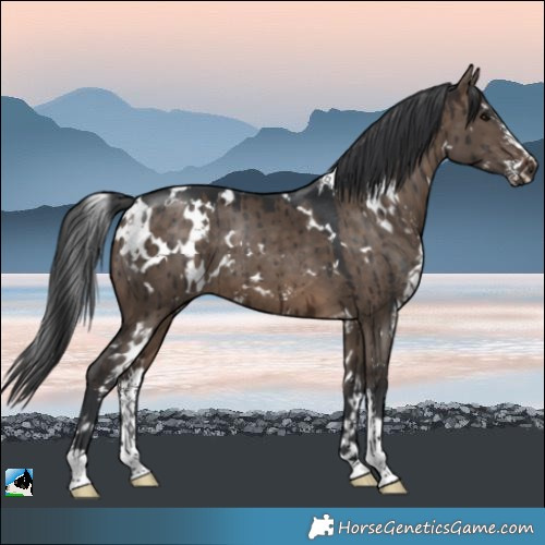 Horse Color:White Spotted Brown Dun Sabino Brindle