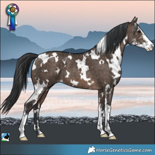 Horse Color:White Spotted Brown Dun Sabino Brindle 