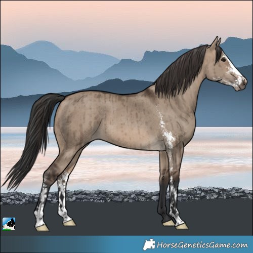 Horse Color:Brown Dun Sabino Brindle 