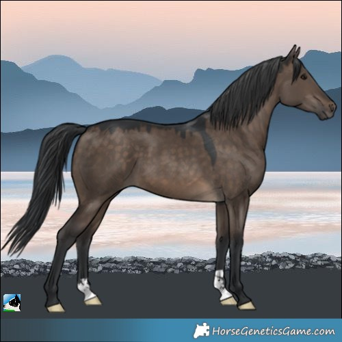 Horse Color:Brown Dun