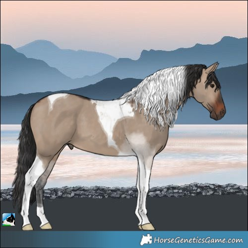 Horse Color:Brown Dun Tobiano 