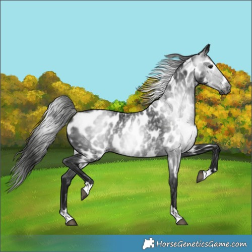 Horse Color:Gray Black Appaloosa 