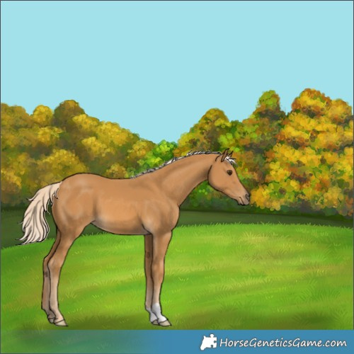 Horse Color:Palomino 