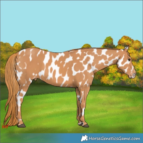 Horse Color:Chestnut Appaloosa 