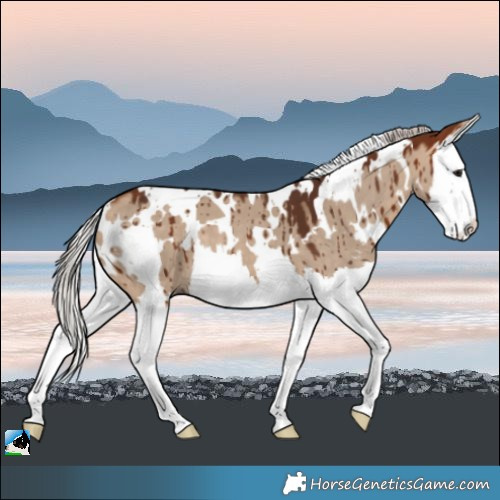 Horse Color:White Spotted Silver Bay Dun Splash Brindle 