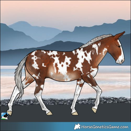 Horse Color:White Spotted Silver Bay Splash 