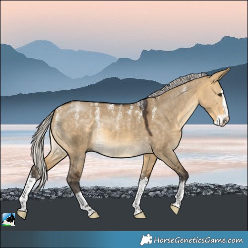 Horse Color:Powder White Silver Buckskin Dun Splash