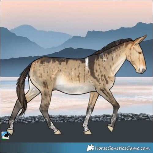 Horse Color:Powder White Buckskin Dun Rabicano Brindle 
