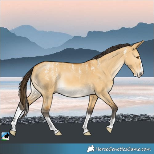 Horse Color:Powder White Buckskin Dun Splash Rabicano 