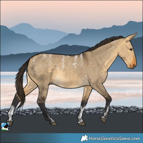Horse Color:Powder White Buckskin Dun Rabicano