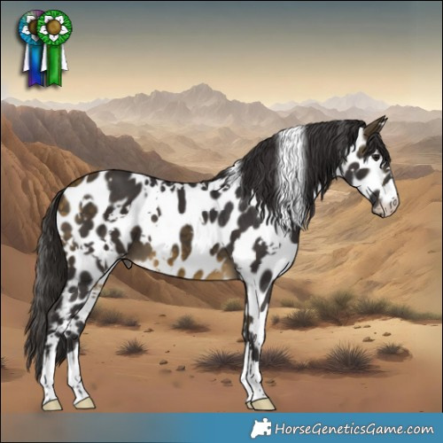 Horse Color:White Spotted Buckskin Appaloosa 
