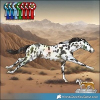 Horse Color:White Spotted Buckskin Near Leopard