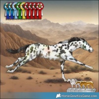 Horse Color:White Spotted Buckskin Near Leopard