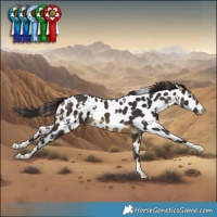 Horse Color:White Spotted Buckskin Appaloosa 