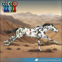 Horse Color:White Spotted Buckskin Near Leopard