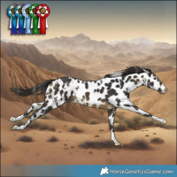 Horse Color:White Spotted Buckskin Near Leopard 