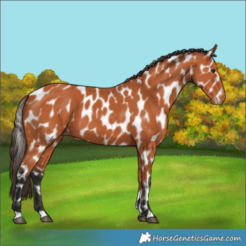 Horse Color:Bay Appaloosa