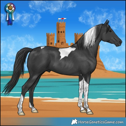 Horse Color:Black Tobiano 