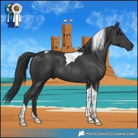 Horse Color:Black Tobiano