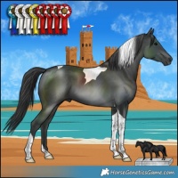 Horse Color:Black Tobiano 