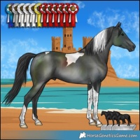Horse Color:Black Tobiano