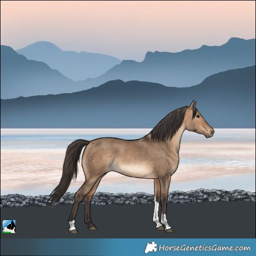 Horse Color:Bay Dun Tobiano Rabicano 