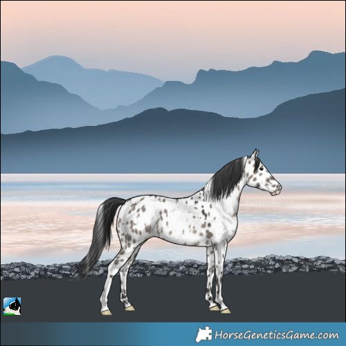 Horse Color:White Spotted Grullo Near Leopard Rabicano 