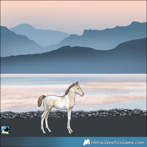 Horse Color:Buckskin Pearl Dun Tobiano Rabicano 