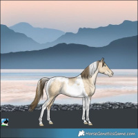 Horse Color:Buckskin Pearl Dun Tobiano Rabicano