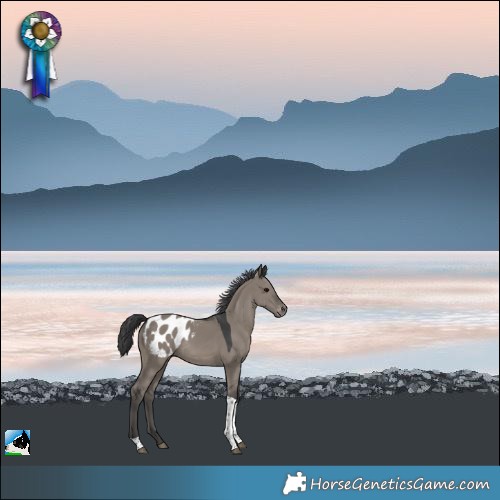 Horse Color:Grullo Tobiano Appaloosa Rabicano 