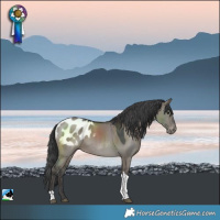 Horse Color:Grullo Tobiano Blanket Rabicano 