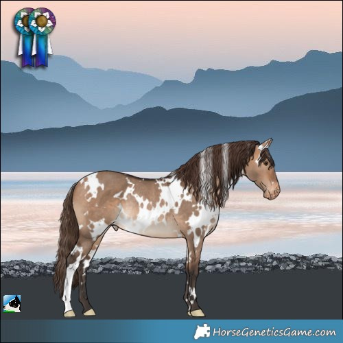 Horse Color:White Spotted Bay Dun Appaloosa Rabicano 