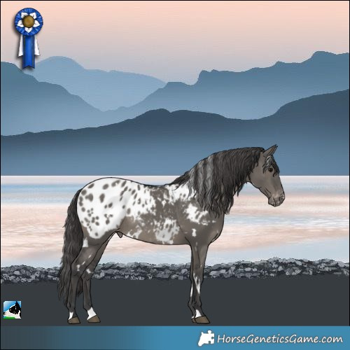 Horse Color:White Spotted Grullo Blanket Rabicano
