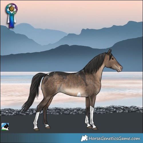 Horse Color:Brown Dun Tobiano Varnish Rabicano