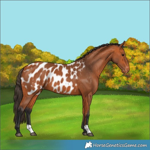 Horse Color:Bay Blanket 