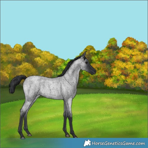 Horse Color:Blue Roan Rabicano