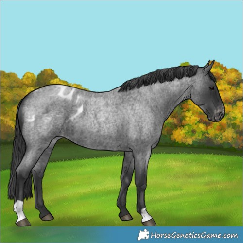 Horse Color:Blue Roan Appaloosa 