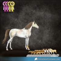 Horse Color:Buckskin Pearl Dun Tobiano Rabicano
