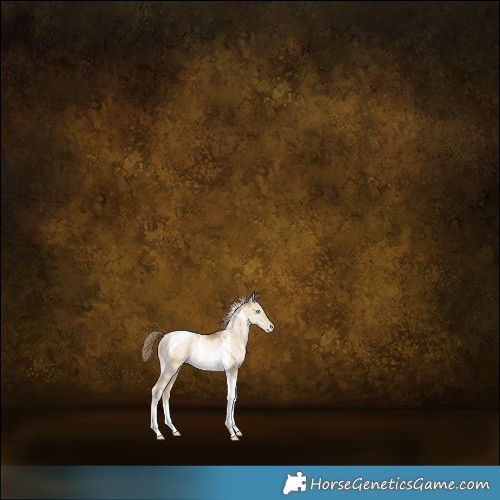 Horse Color:Buckskin Pearl Dun Tobiano Rabicano