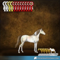 Horse Color:Buckskin Pearl Dun Tobiano Rabicano 