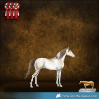 Horse Color:Buckskin Pearl Dun Tobiano Rabicano 