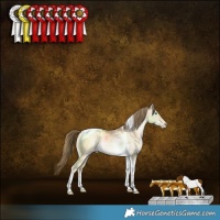 Horse Color:Buckskin Pearl Dun Tobiano Rabicano 